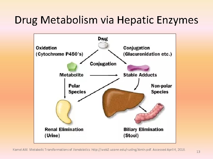 Drug Metabolism via Hepatic Enzymes Kamel AM. Metabolic Transformations of Xenobiotics. http: //web 2.