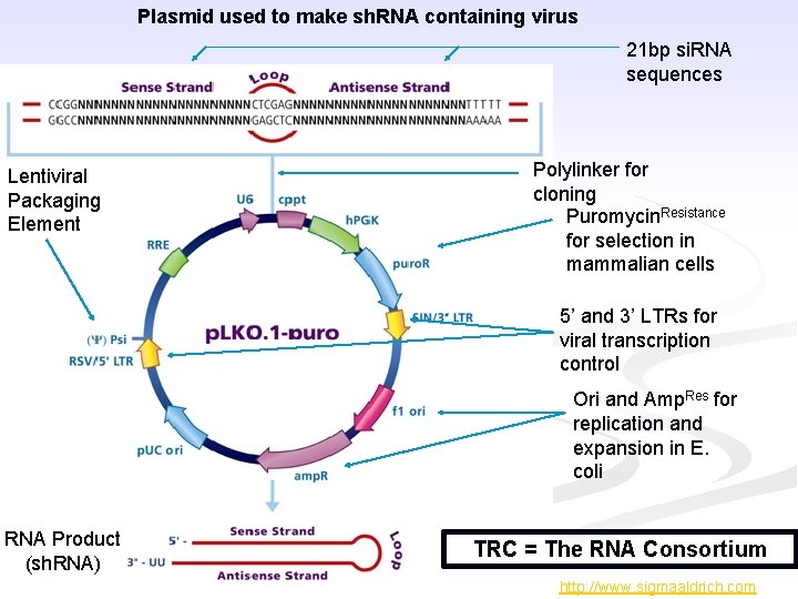 Plasmid used to make sh. RNA containing virus 21 bp si. RNA sequences Lentiviral