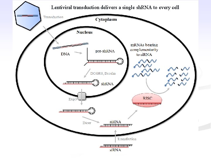 Lentiviral transduction delivers a single sh. RNA to every cell 