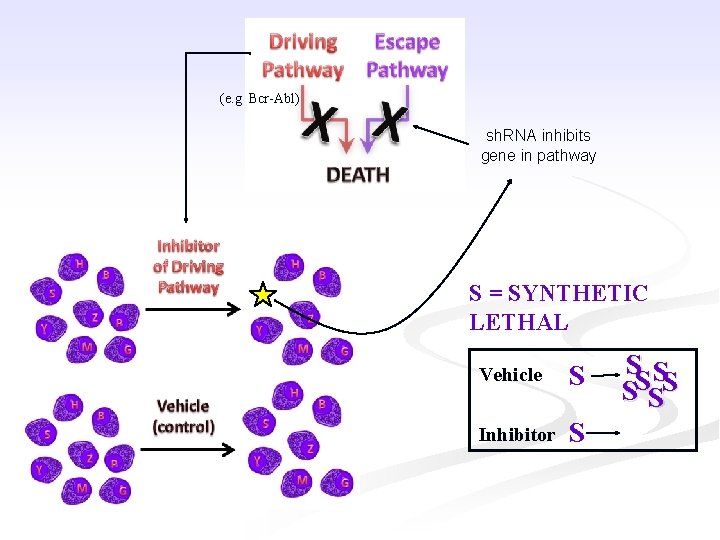 (e. g Bcr-Abl) sh. RNA inhibits gene in pathway S = SYNTHETIC LETHAL Vehicle