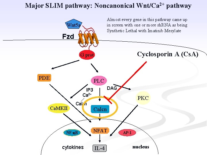 Major SLIM pathway: Noncanonical Wnt/Ca 2+ pathway Almost every gene in this pathway came