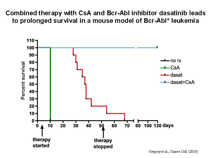 Combined therapy with Cs. A and Bcr-Abl inhibitor dasatinib leads to prolonged survival in