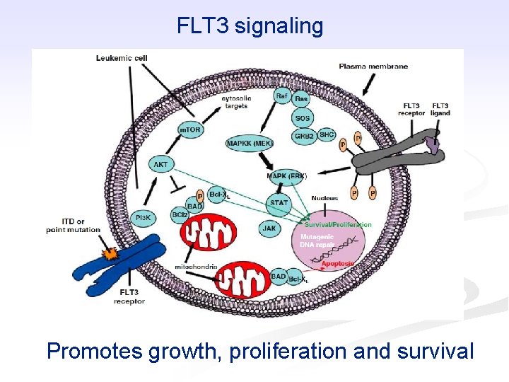FLT 3 signaling Promotes growth, proliferation and survival 