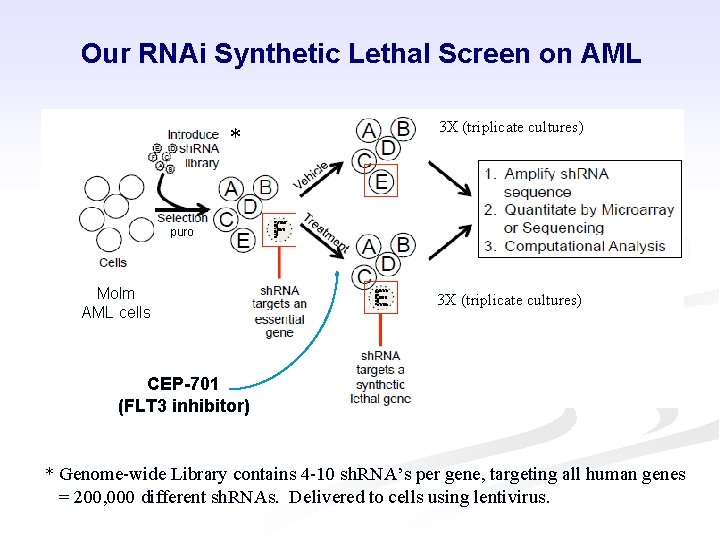 Our RNAi Synthetic Lethal Screen on AML * 3 X (triplicate cultures) puro Molm
