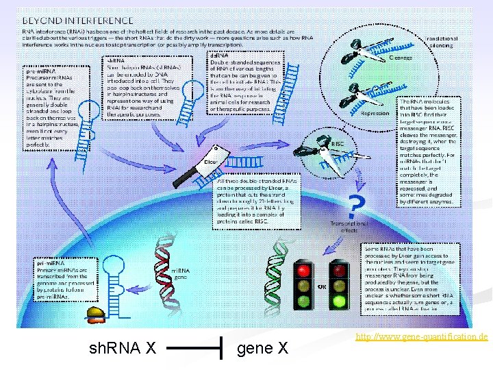 sh. RNA X gene X http: //www. gene-quantification. de 