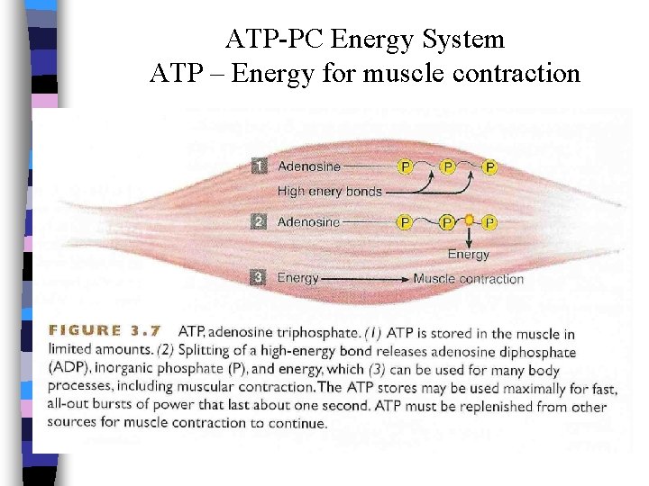 ATP-PC Energy System ATP – Energy for muscle contraction 