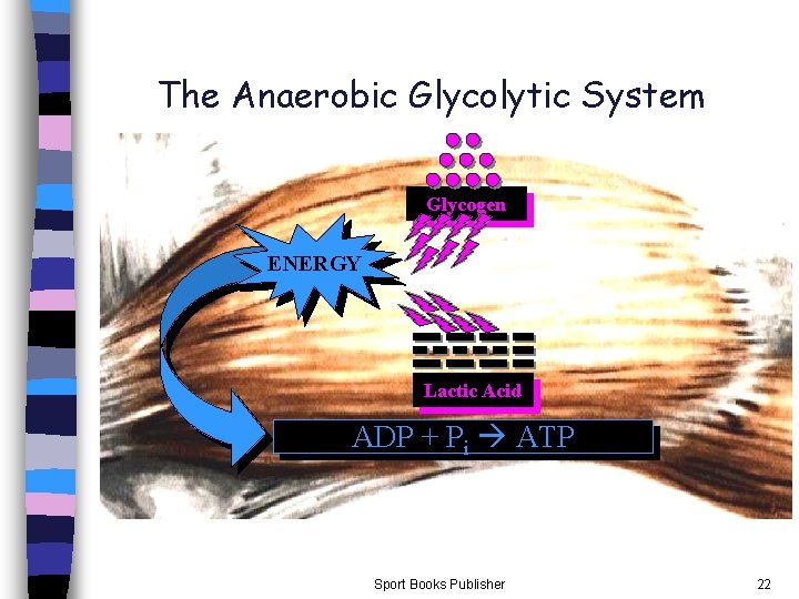 The Anaerobic Glycolytic System Glycogen ENERGY Lactic Acid ADP + Pi ATP Sport Books