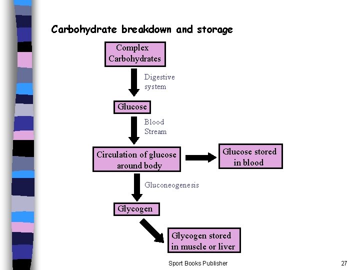 Carbohydrate breakdown and storage Complex Carbohydrates Digestive system Glucose Blood Stream Circulation of glucose