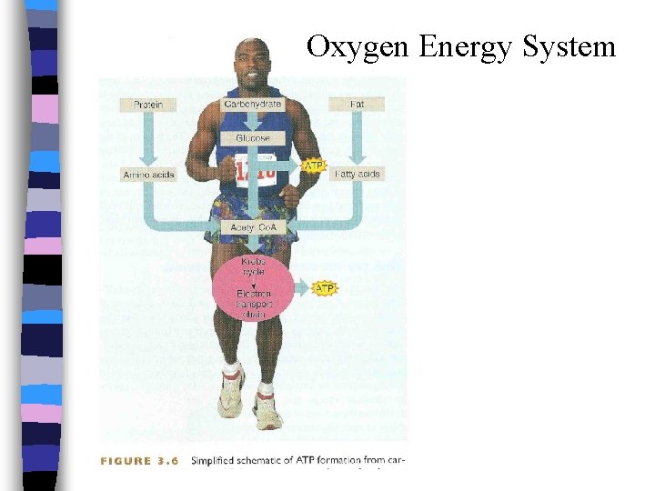 Oxygen Energy System 