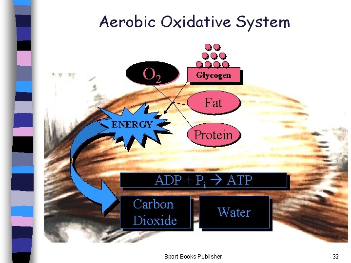 Aerobic Oxidative System O 2 Glycogen Fat ENERGY Protein ADP + Pi ATP Carbon