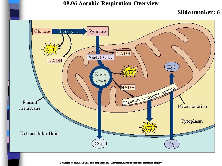 09. 06 Aerobic Respiration Overview Slide number: 6 Glucose Glycolysis Pyruvate ATP NADH Acetyl-Co.