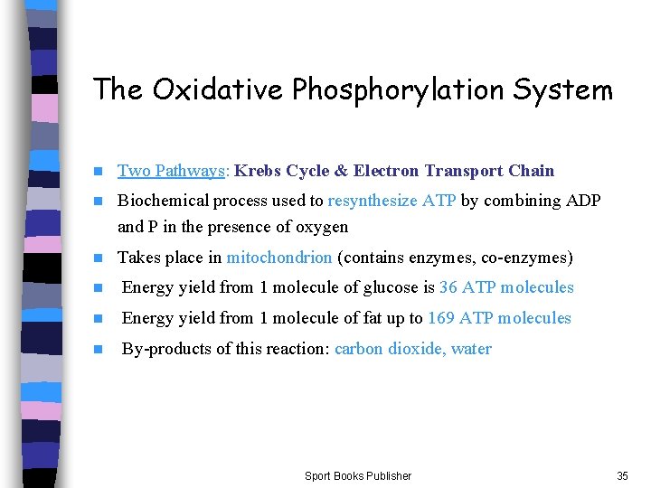 The Oxidative Phosphorylation System n Two Pathways: Krebs Cycle & Electron Transport Chain n