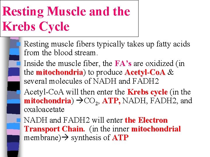 Resting Muscle and the Krebs Cycle Resting muscle fibers typically takes up fatty acids