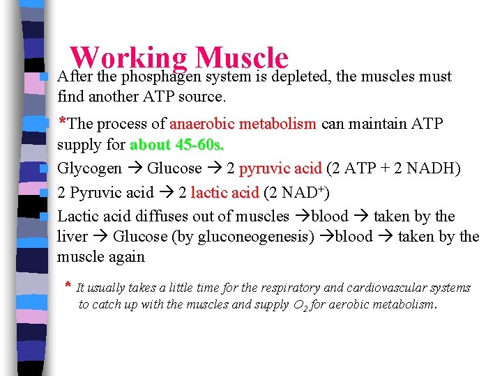 Working Muscle n After the phosphagen system is depleted, the muscles must find another