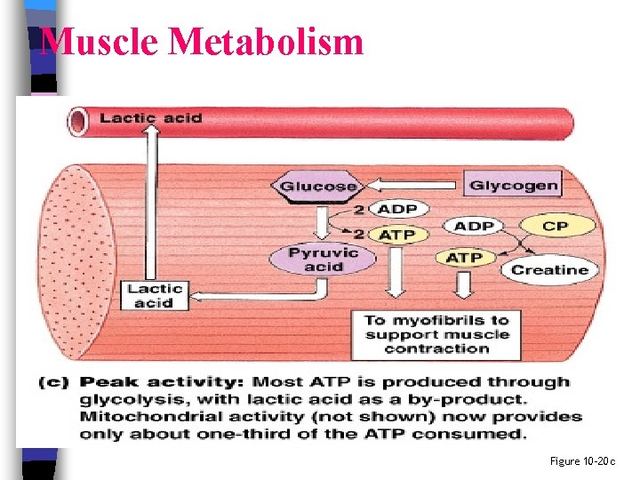 Muscle Metabolism Figure 10– 20 c 