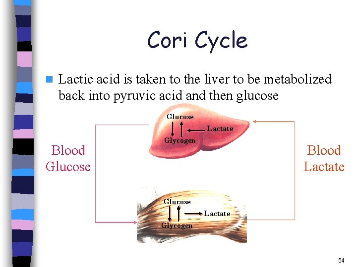 Cori Cycle n Lactic acid is taken to the liver to be metabolized back