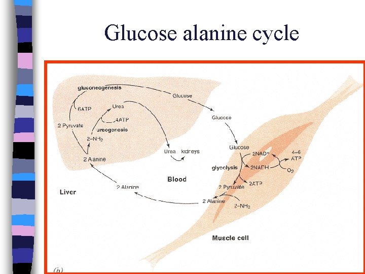 Glucose alanine cycle 