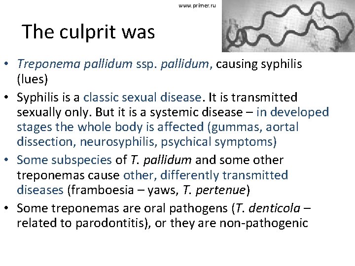www. primer. ru The culprit was • Treponema pallidum ssp. pallidum, causing syphilis (lues)