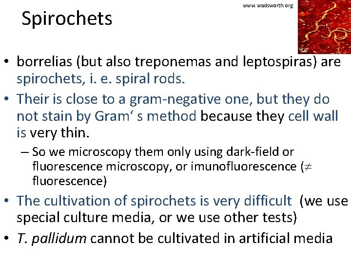 Spirochets www. wadsworth. org • borrelias (but also treponemas and leptospiras) are spirochets, i.