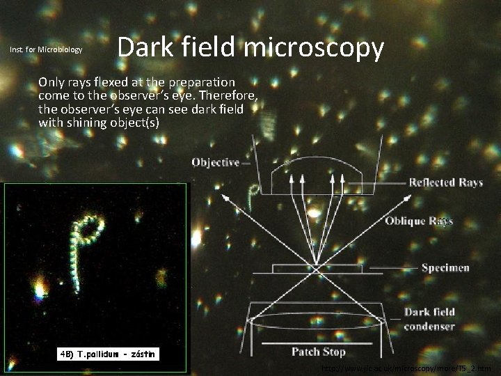 Inst. for Microbiology Dark field microscopy Only rays flexed at the preparation come to