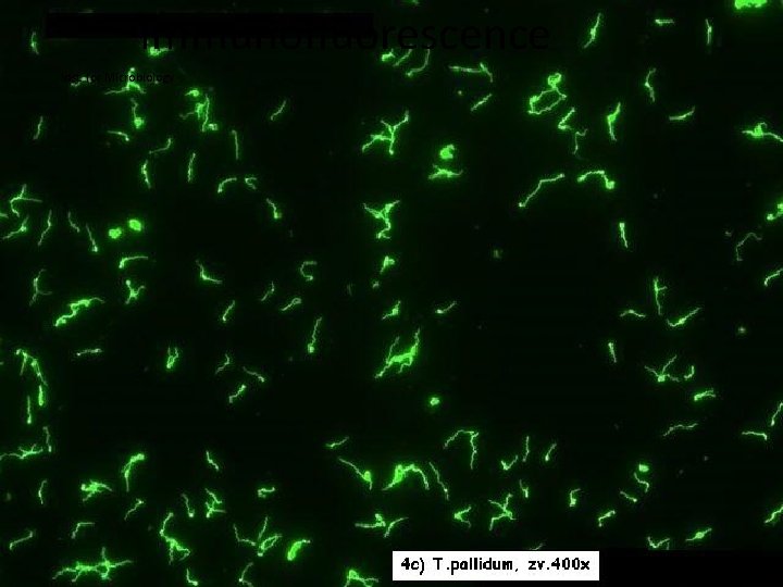 Immunofluorescence Inst. for Microbiology 