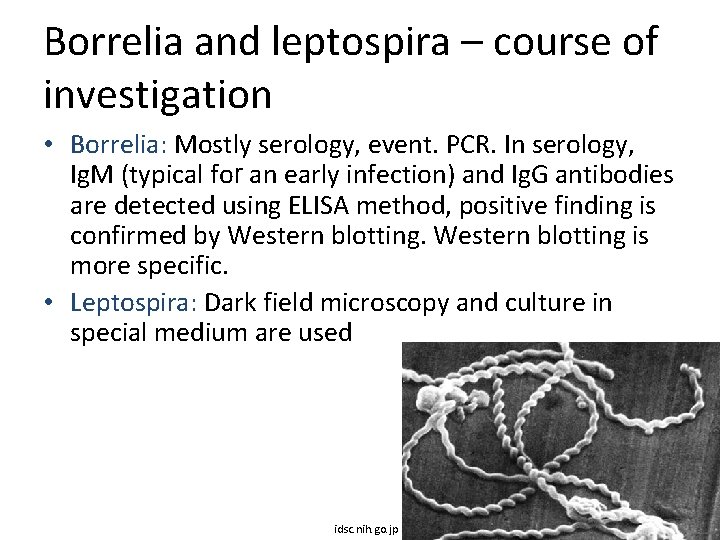 Borrelia and leptospira – course of investigation • Borrelia: Mostly serology, event. PCR. In