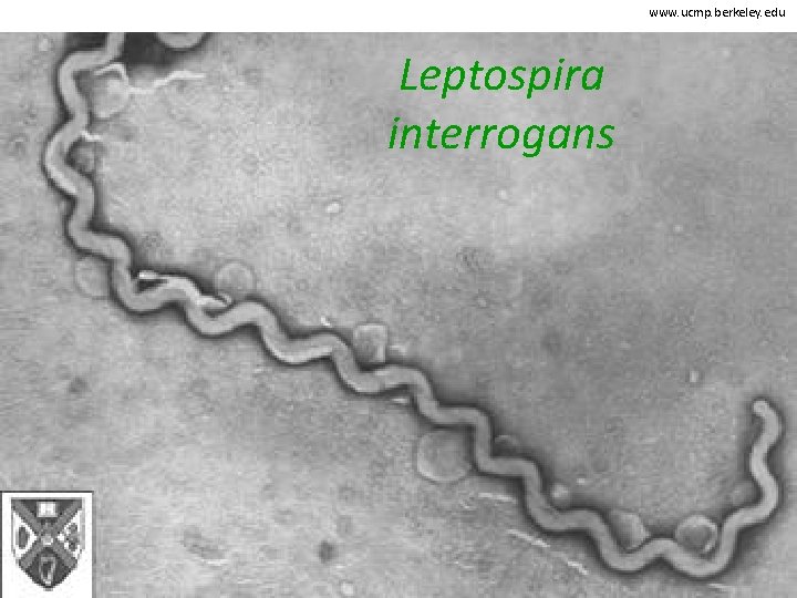 www. ucmp. berkeley. edu Leptospira interrogans 