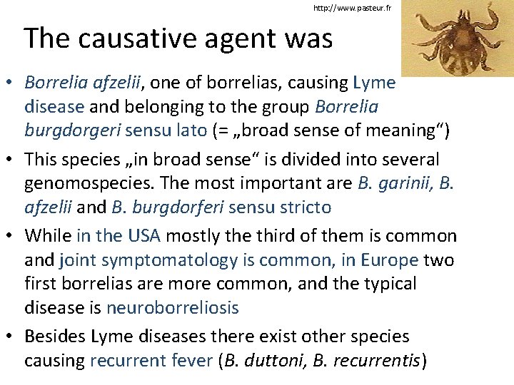 http: //www. pasteur. fr The causative agent was • Borrelia afzelii, one of borrelias,