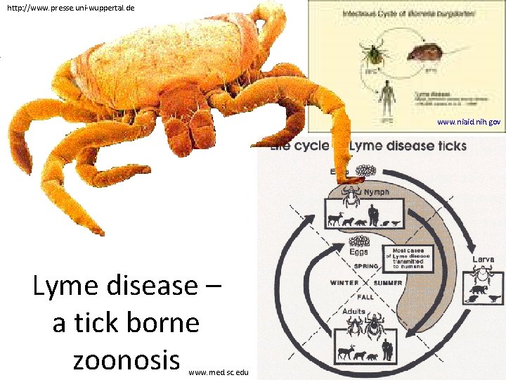 http: //www. presse. uni-wuppertal. de www. niaid. nih. gov Lyme disease – a tick