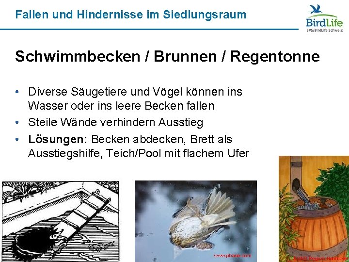 Fallen und Hindernisse im Siedlungsraum Schwimmbecken / Brunnen / Regentonne • Diverse Säugetiere und