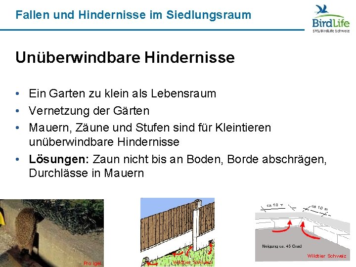 Fallen und Hindernisse im Siedlungsraum Unüberwindbare Hindernisse • Ein Garten zu klein als Lebensraum