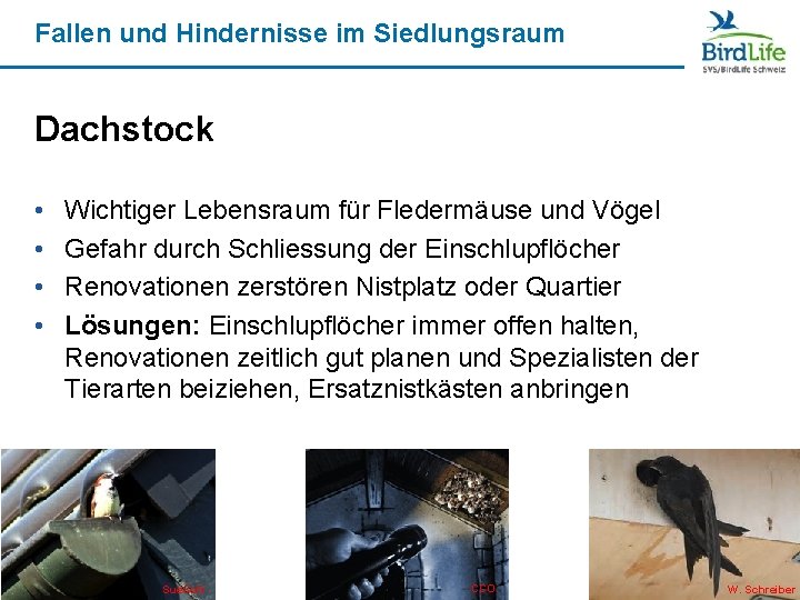 Fallen und Hindernisse im Siedlungsraum Dachstock • • Wichtiger Lebensraum für Fledermäuse und Vögel