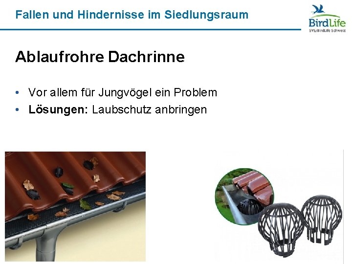 Fallen und Hindernisse im Siedlungsraum Ablaufrohre Dachrinne • Vor allem für Jungvögel ein Problem