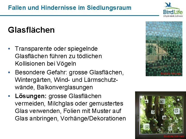 Fallen und Hindernisse im Siedlungsraum Glasflächen • Transparente oder spiegelnde Glasflächen führen zu tödlichen