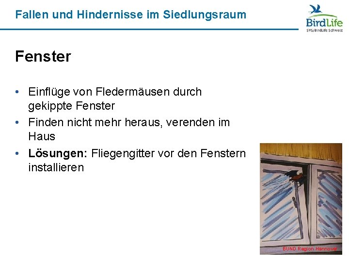 Fallen und Hindernisse im Siedlungsraum Fenster • Einflüge von Fledermäusen durch gekippte Fenster •