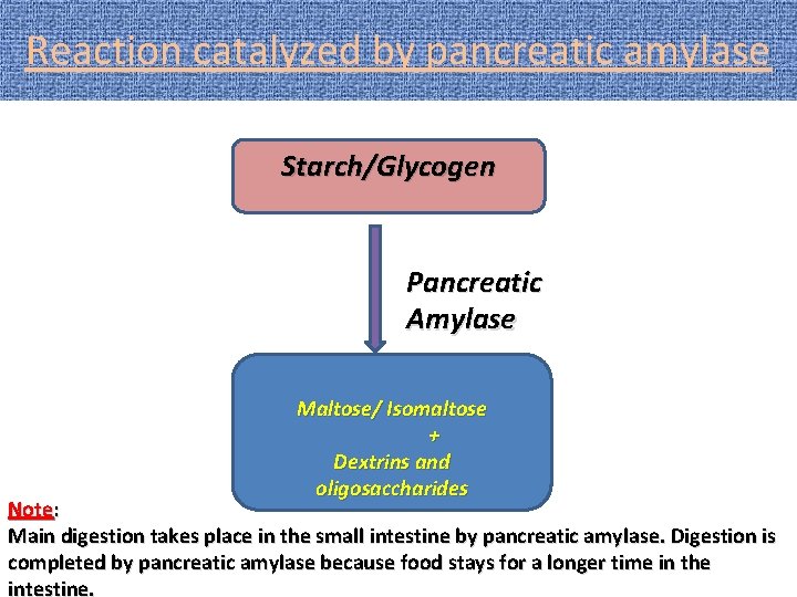 Reaction catalyzed by pancreatic amylase Starch/Glycogen Pancreatic Amylase Maltose/ Isomaltose + Dextrins and oligosaccharides