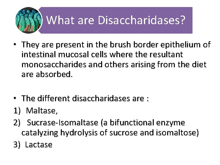 What are Disaccharidases? • They are present in the brush border epithelium of intestinal