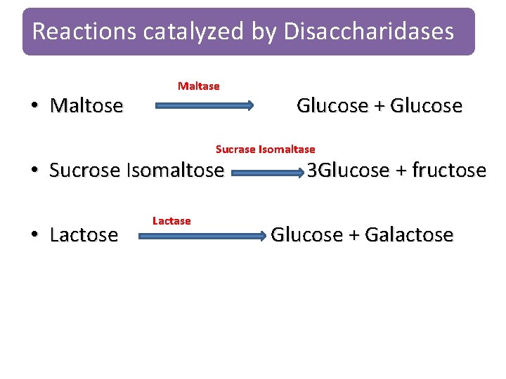 Reactions catalyzed by Disaccharidases Maltase • Maltose Glucose + Glucose Sucrase Isomaltase • Sucrose