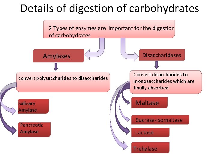Details of digestion of carbohydrates 2 Types of enzymes are important for the digestion