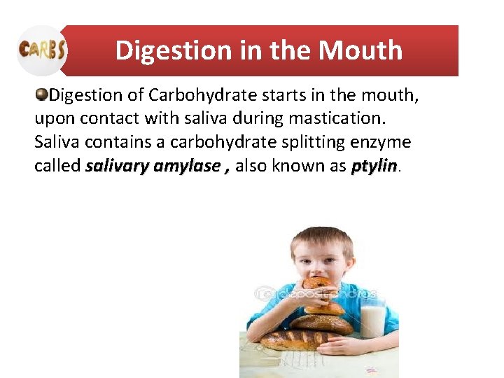 Digestion in the Mouth Digestion of Carbohydrate starts in the mouth, upon contact with