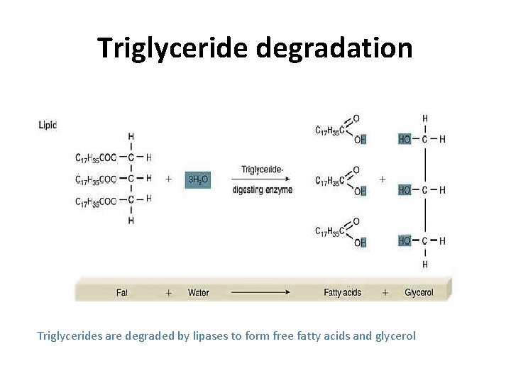 Triglyceride degradation Triglycerides are degraded by lipases to form free fatty acids and glycerol