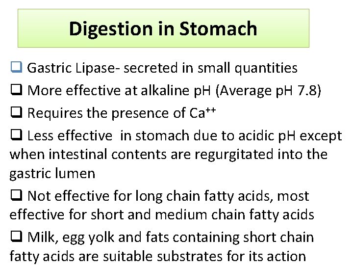 Digestion in Stomach q Gastric Lipase- secreted in small quantities q More effective at