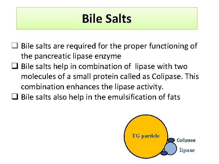 Bile Salts q Bile salts are required for the proper functioning of the pancreatic