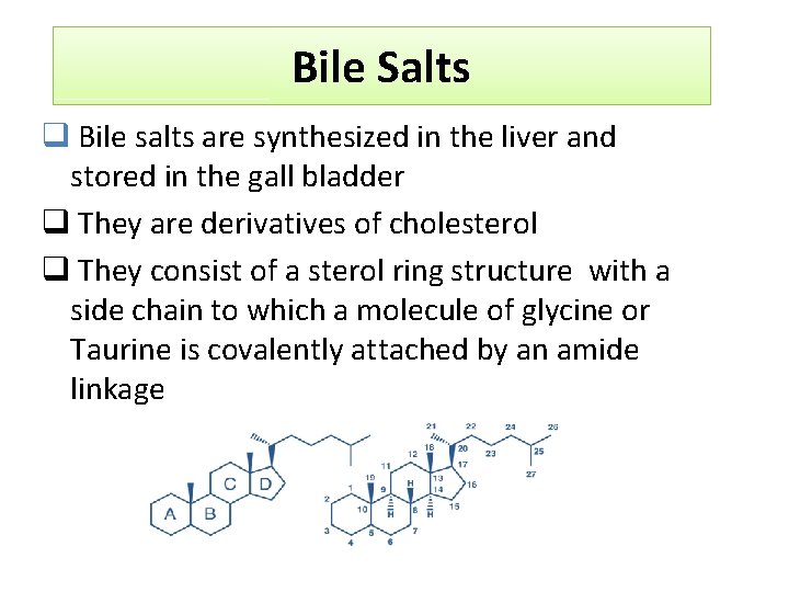 Bile Salts q Bile salts are synthesized in the liver and stored in the