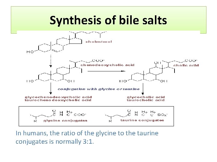 Synthesis of bile salts In humans, the ratio of the glycine to the taurine