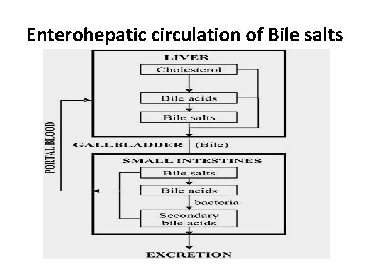 Enterohepatic circulation of Bile salts 