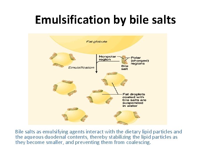 Emulsification by bile salts Bile salts as emulsifying agents interact with the dietary lipid