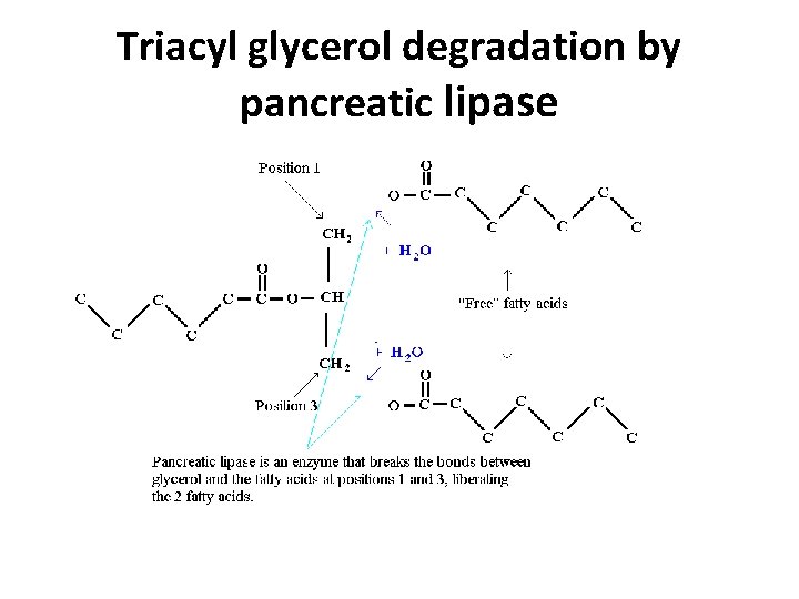 Triacyl glycerol degradation by pancreatic lipase 