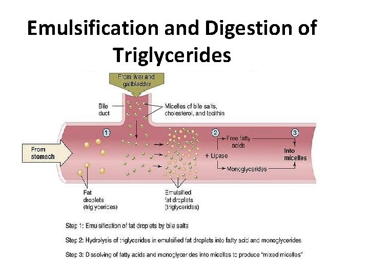 Emulsification and Digestion of Triglycerides 