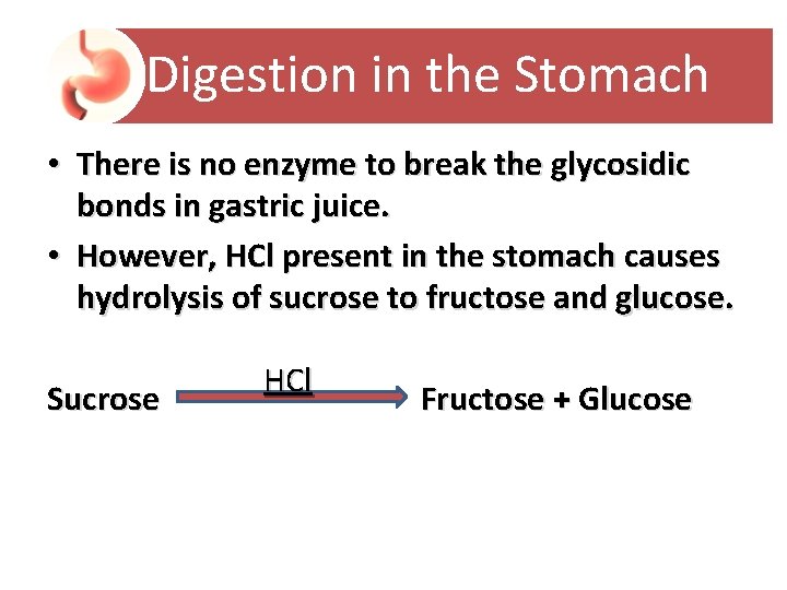 Digestion in the Stomach • There is no enzyme to break the glycosidic bonds